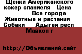 Щенки Американского кокер спаниеля › Цена ­ 15 000 - Все города Животные и растения » Собаки   . Адыгея респ.,Майкоп г.